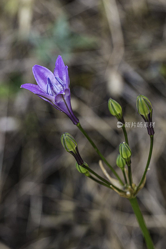 三胞胎百合Triteleia bridgesii(以前的Brodiaea bridgesii)被称为Bridges’Brodiaea。它生长在加州和俄勒冈州的丘陵和低海拔山区，经常生长在蛇形土壤地区。Asparagaceae,中期